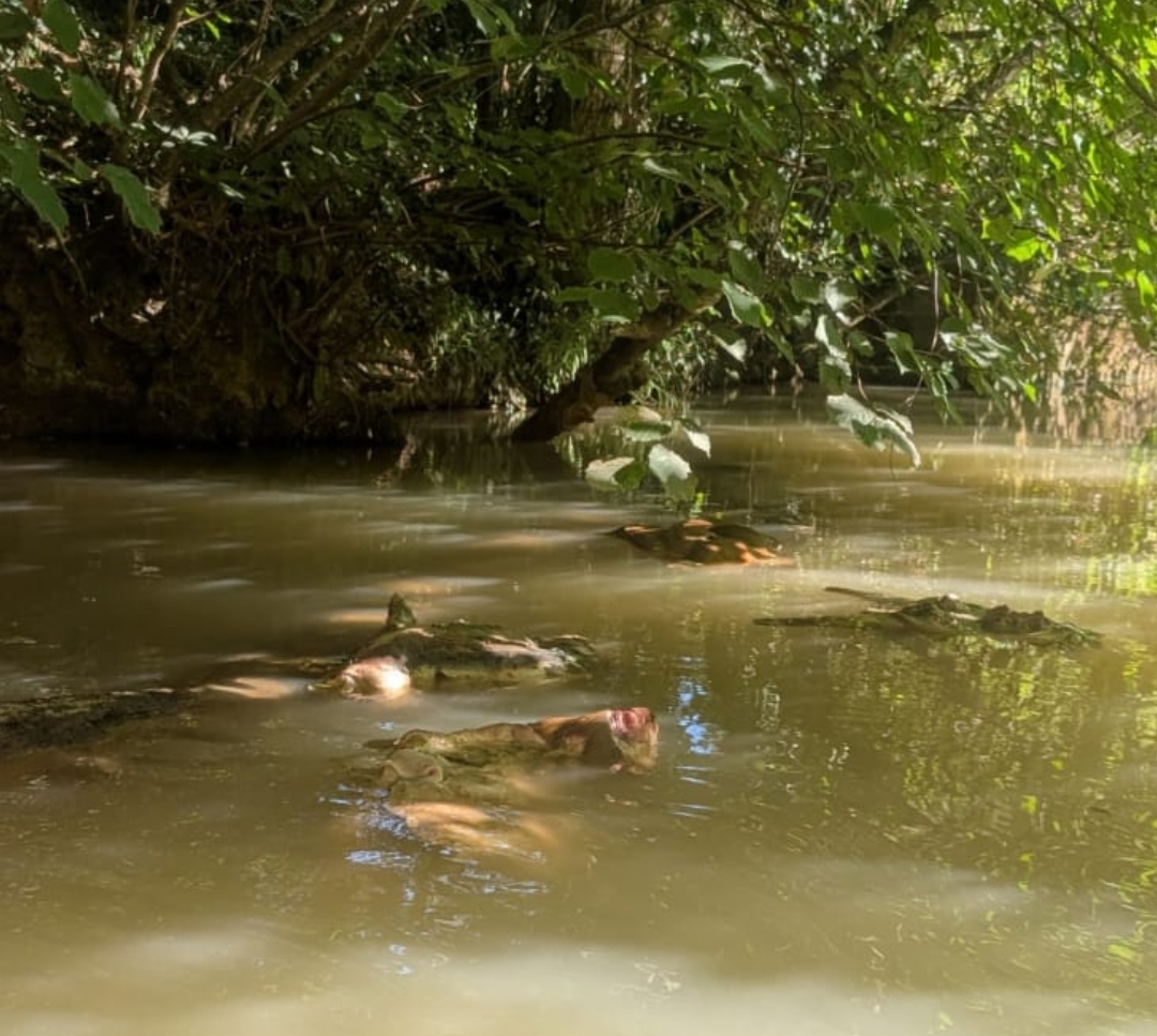 IMG_20250813_165639.jpg (359 KB)