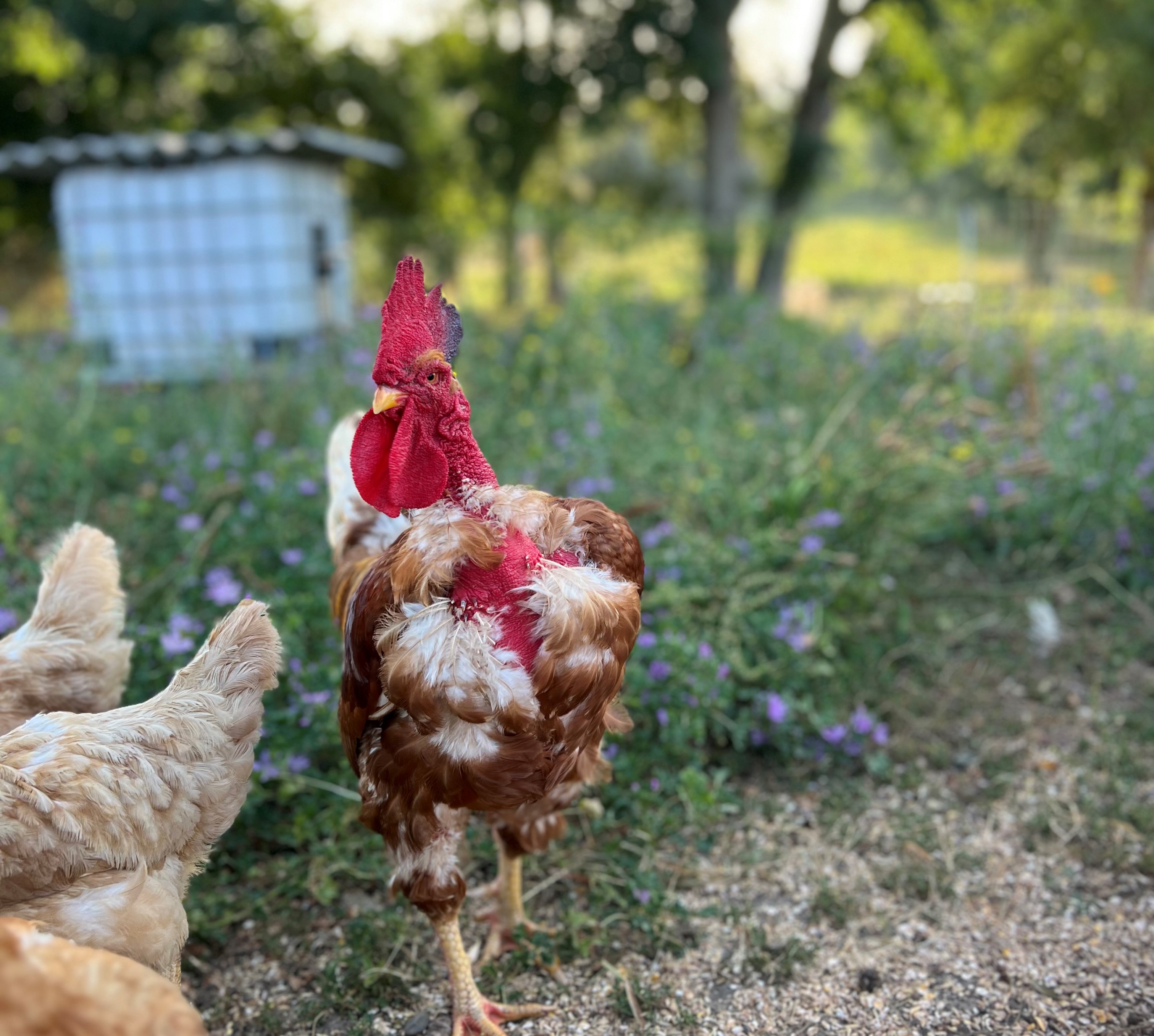 coq 2.jpeg (1.04 MB)