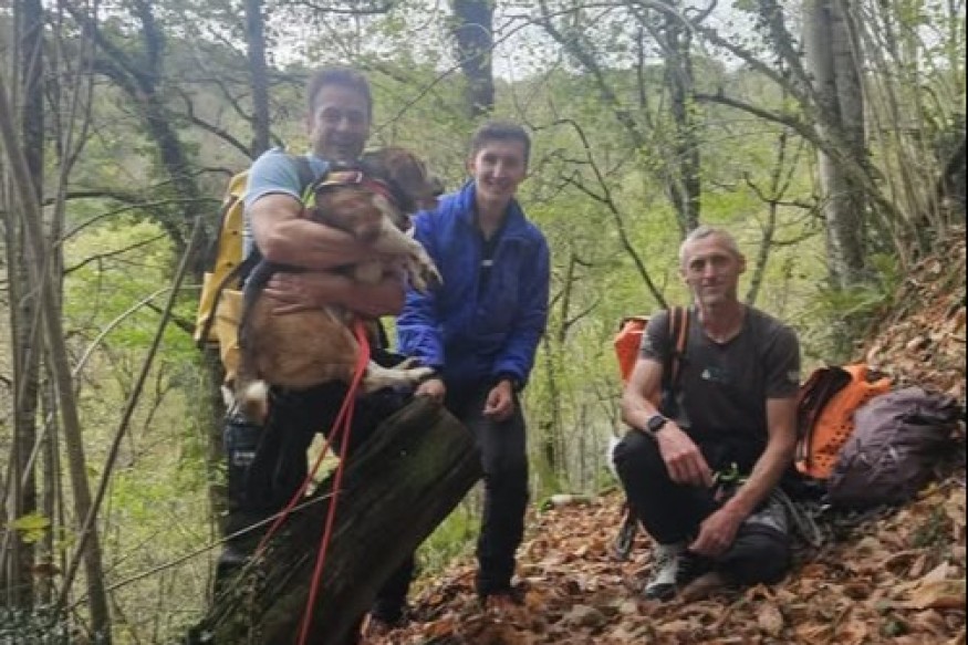 Hautes-Pyrénées : les gendarmes du PGHM mobilisés pour sauver un chien de chasse coincé dans un canyon